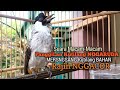 SUARA burung Kutilang Gacor NGGARUDA TARUNG ampuh untuk pikat Kutilang gacor dan Masteran Kutilang