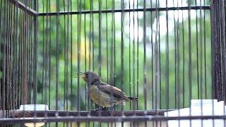 Download Lagu Colibri Ninja Trotol Gacor Dor Garuda Cocok Buat Masteran Conin Ijoan Belajar Bunyi MP3