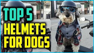 dog crash helmet
