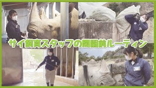 【モーニングルーティン】サイ飼育スタッフに密着してみた