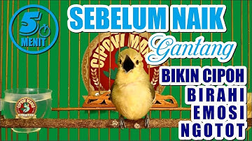 Pancingan Cipoh Sirtu Sirdung Sebelum Naik Gantang Agar Ngetir Birahi Emosi ngotot