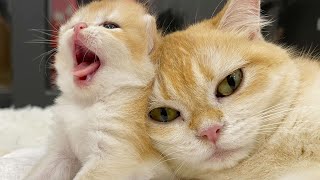 Cute moments of kittens. by KITTENS CUTE 6,133 views 9 months ago 1 minute, 2 seconds