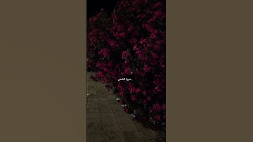 سورة الضحى بصوت هادئ ومريح الشيخ ماهر المعيقلي "ولسوف يعطيك ربك فترضى"#قرآن #اكسبلور #راحة_نفسية
