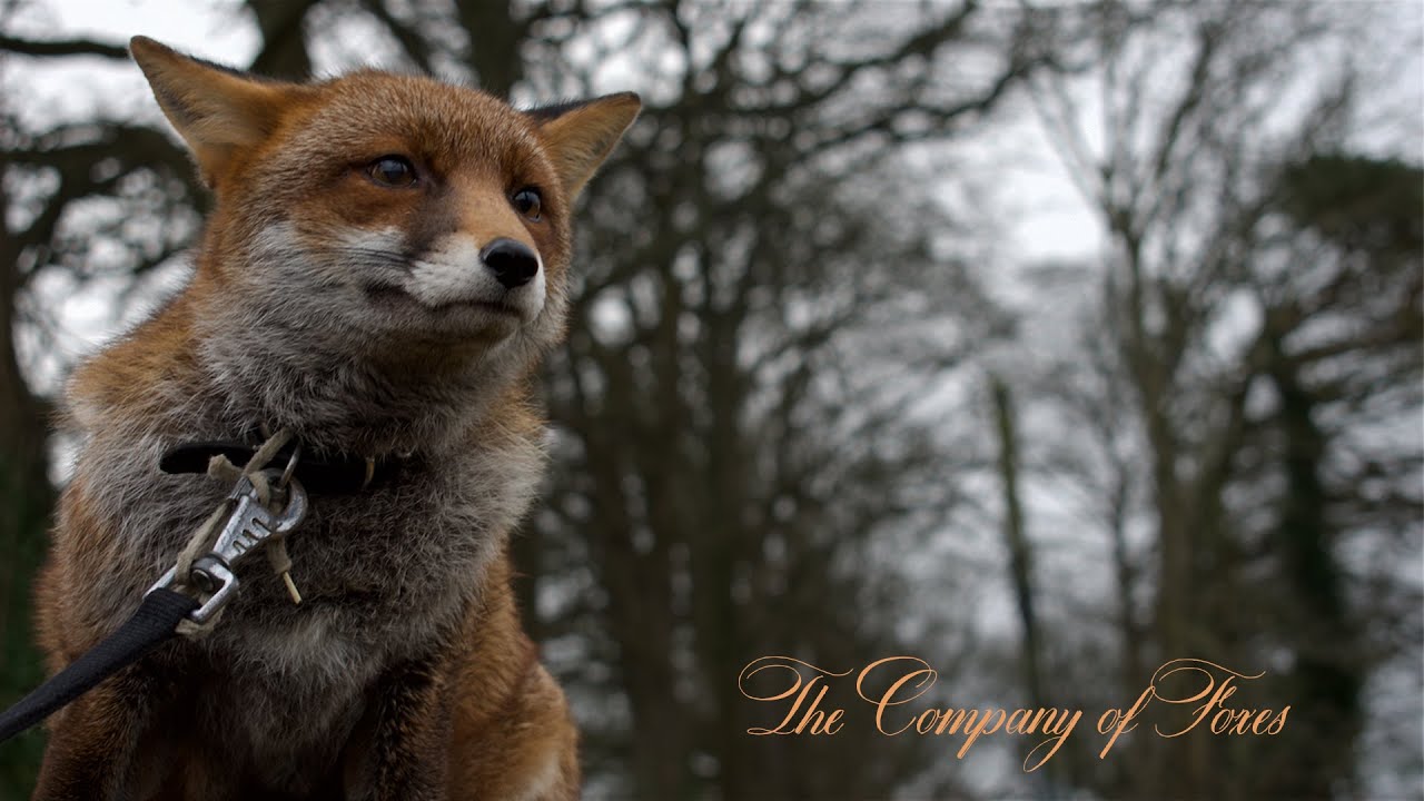 The Company of Foxes