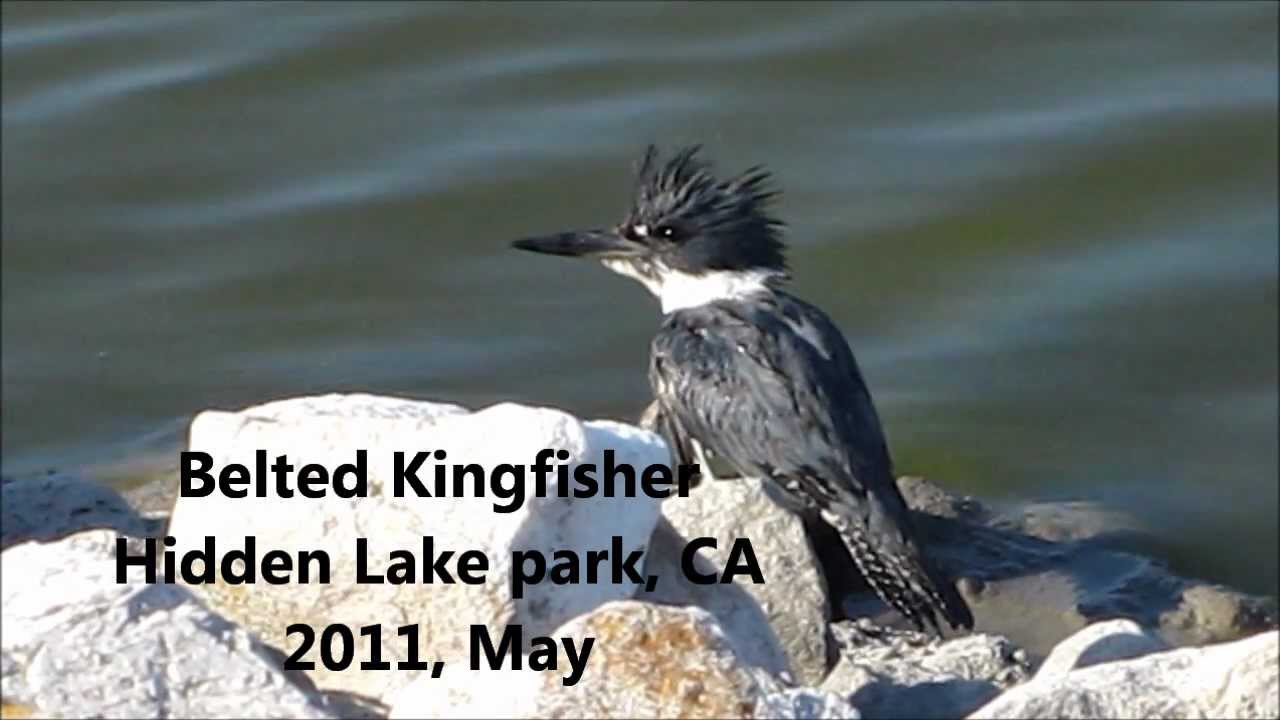 Young Belted Kingfisher with an injured wing 