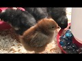 The time my school had chicks 