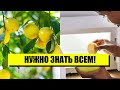 Лайфхак для каждого! Это спасет вашу микроволновку! 5 минут и чистота – нужен только лимон!