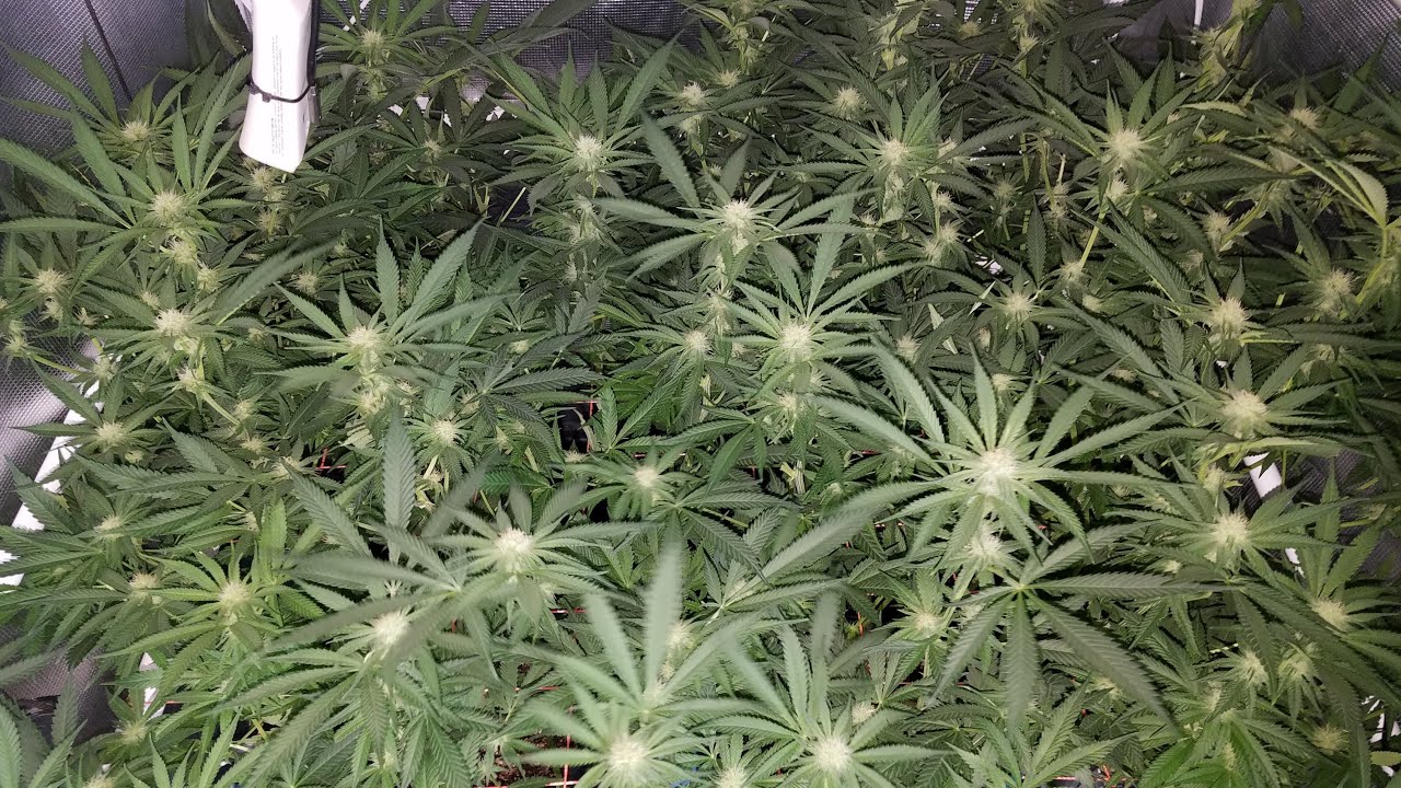 Mars Hydro FC4800 (updated version) Grow – Day 21 of Flower - Selective  Defoliation & CleanUp