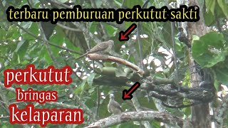 Download Lagu terbaru..!! pemikat burung sampai tegang ketika kedatangan  perkutut sakti penunggu pohon kering MP3