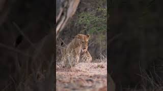 Lioness Sisters Unite to Protect Cubs! #lioness #lion #shorts