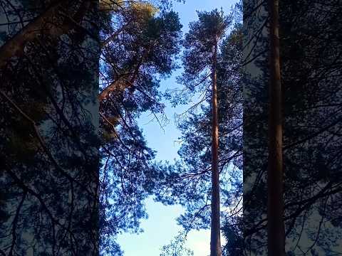 СОСНОВЫЙ БОР НА БЕРЕГУ РЕКИ🌲Провожаю бабье лето🌞отдыхаю,купаюсь, загораю🎇РУССКИЙ ЛЕС