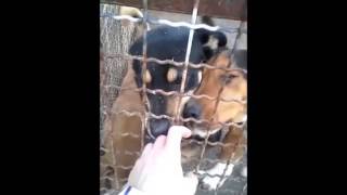 Tötungshund Kecelkeceli Gyepi Jerry,Merlin,Lexi,Dominik