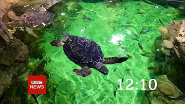 A3 BBC News Countdown 2021 Mock