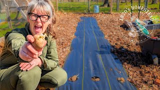 Planting 100 Potatoes in 'Weed Fabric' | Still NOT Loving It