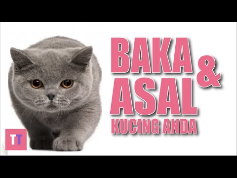 Video: Bagaimana Watak Kucing Bergantung Pada Baka