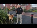 Human & Dog Reactive St Bernard Full Visit - Southend Dog Training