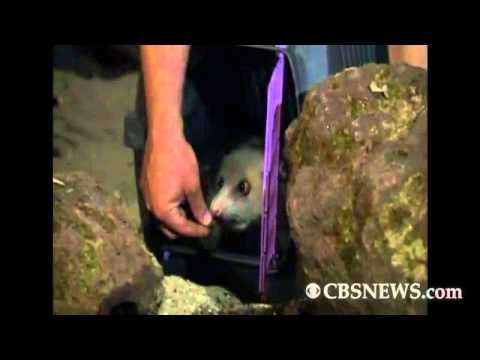 Video: Duitsland Se Kruisogte Opossum To Tip Oscars