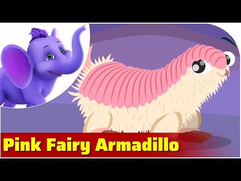 Video: Ang frilled armadillo, o ang pink fairy ng Argentina