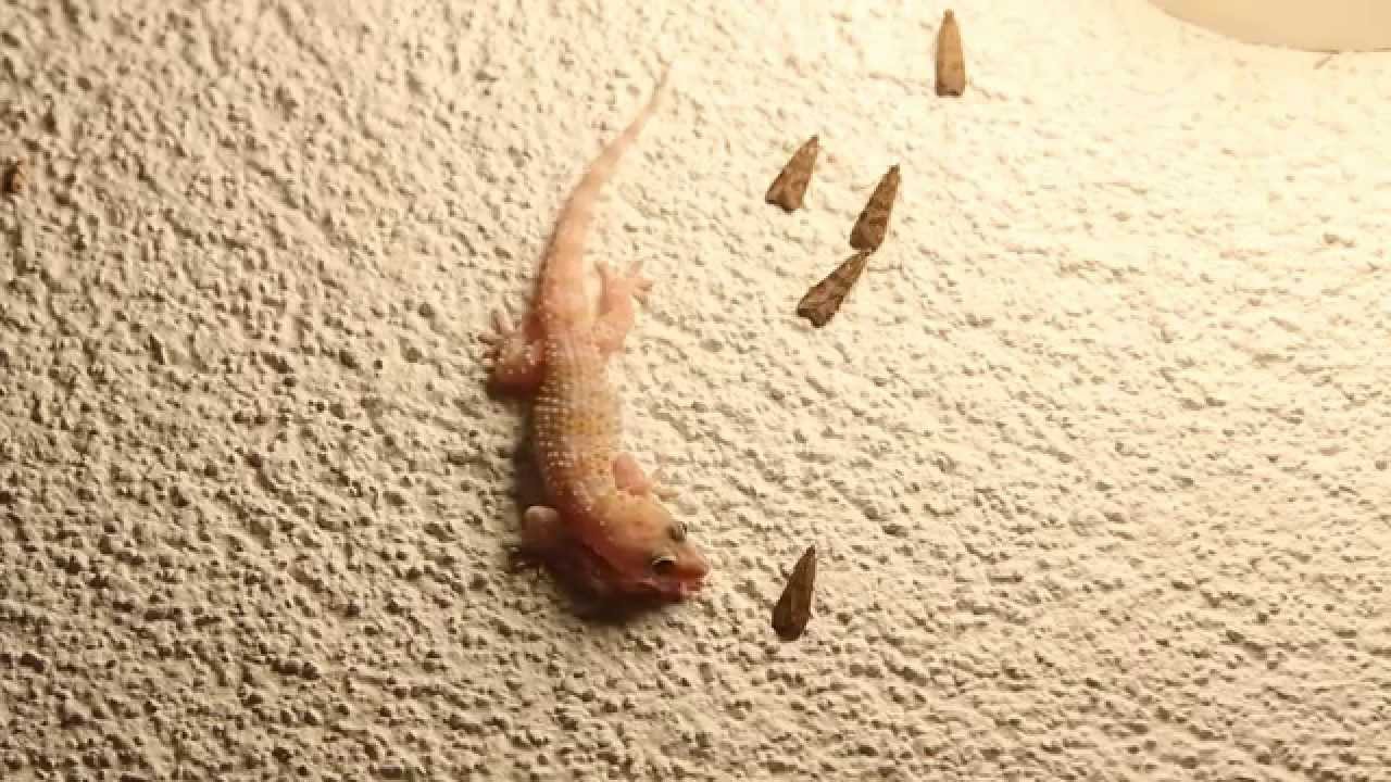 Mediterranean House Gecko Hunting YouTube