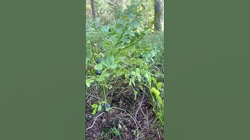 #Shorts Cuối tuần đi ra thiên nhiên hái trái việt quất. Trái này ăn bổ mắt và rất nhiều cong dụng