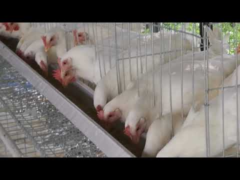 Backyard Layer Poultry Farming in the Philippines - HqDefault
