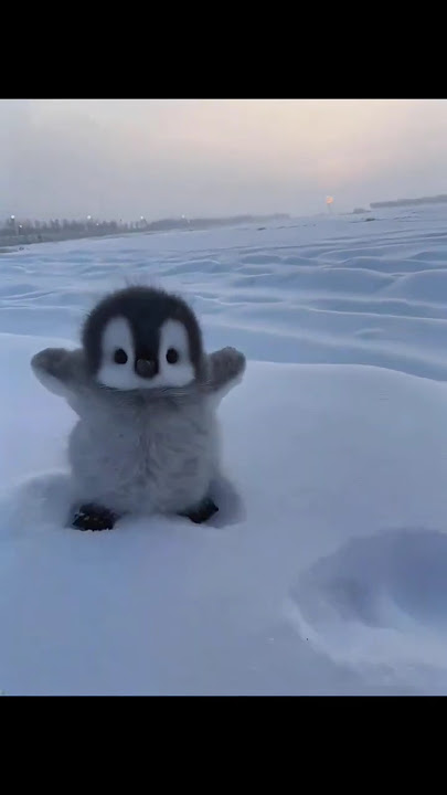 cute baby penguin walking down the snow #penguin #cuteanimal #antarctica