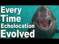 Every time echolocation has evolved