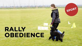 Rally obedience - Psí sporty - Tlapka TV
