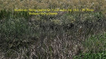 Beethoven : String Quartet No. 3 in D major  -  IV. Presto