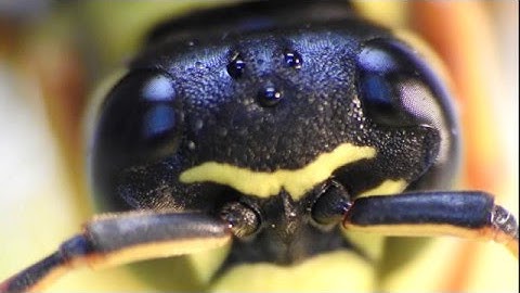 Macros with Coolpix P610