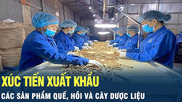 Xúc tiến xuất khẩu các sản phẩm quế, hồi và cây dược liệu | VOV