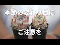 【お薬なしでも復活】簡単お手入れ。エケベリア