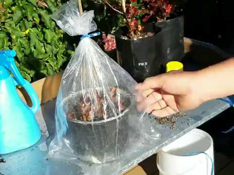 Video: Photinia Cog Cuttings - Kuv Yuav Ua Li Cas Propagate Photinia Cuttings?