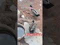 Love birds # #love #holi song # happy holi # trending song # viral video # cg vlog #video #minivlogs
