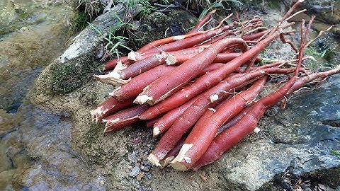 SÂM CAU ĐỎ - HƯỚNG DẪN SỬ DỤNG