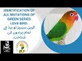 Identification of all Green Series Love Birds.#green #greenfisher #greenfishfry #lovebirds