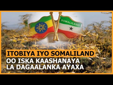 Ethiopia iyo Somaliland Oo Iska Kaashanaya La Dagaalanka Ayaxa