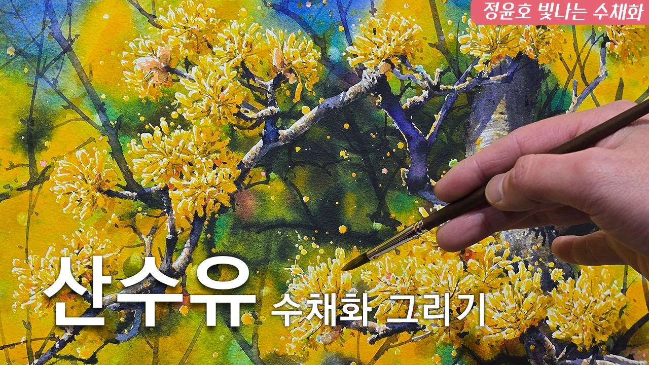 구례 산수유 수채화 그리기/ Painting Gurye Cornelian Cherry in Watercolor