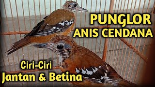 Mengenal Burung Punglor Anis Cendana Jantan dan Betina ||Geokiclha Peronii