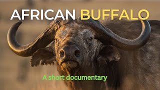 A Short Doentary On African Buffalo