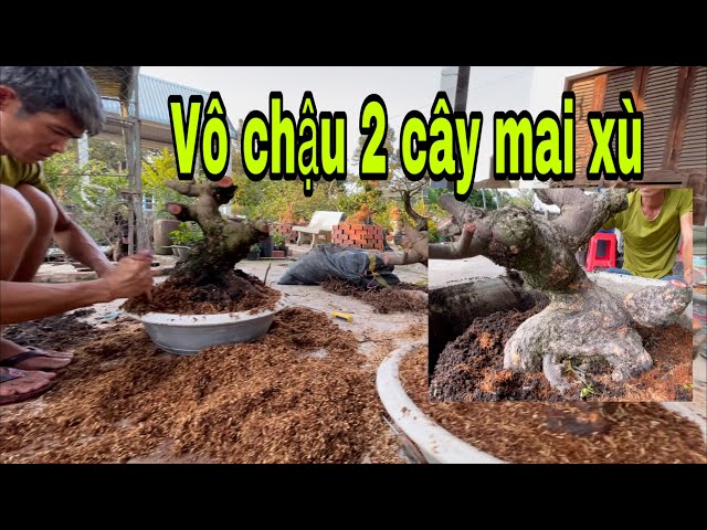 Vô  ép chậu 2 cây mai xù class=