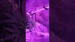 Pink lemonade Amelia update Before flower flip