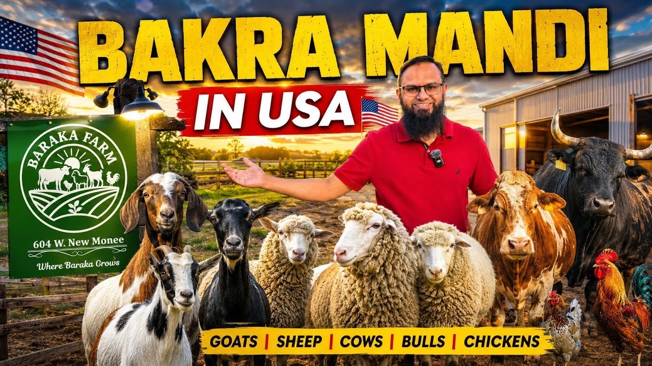 Bakra Mandi in USA 🇺🇸🐐 | Qurbani in USA | Halal Animal Farm | Baraka ...