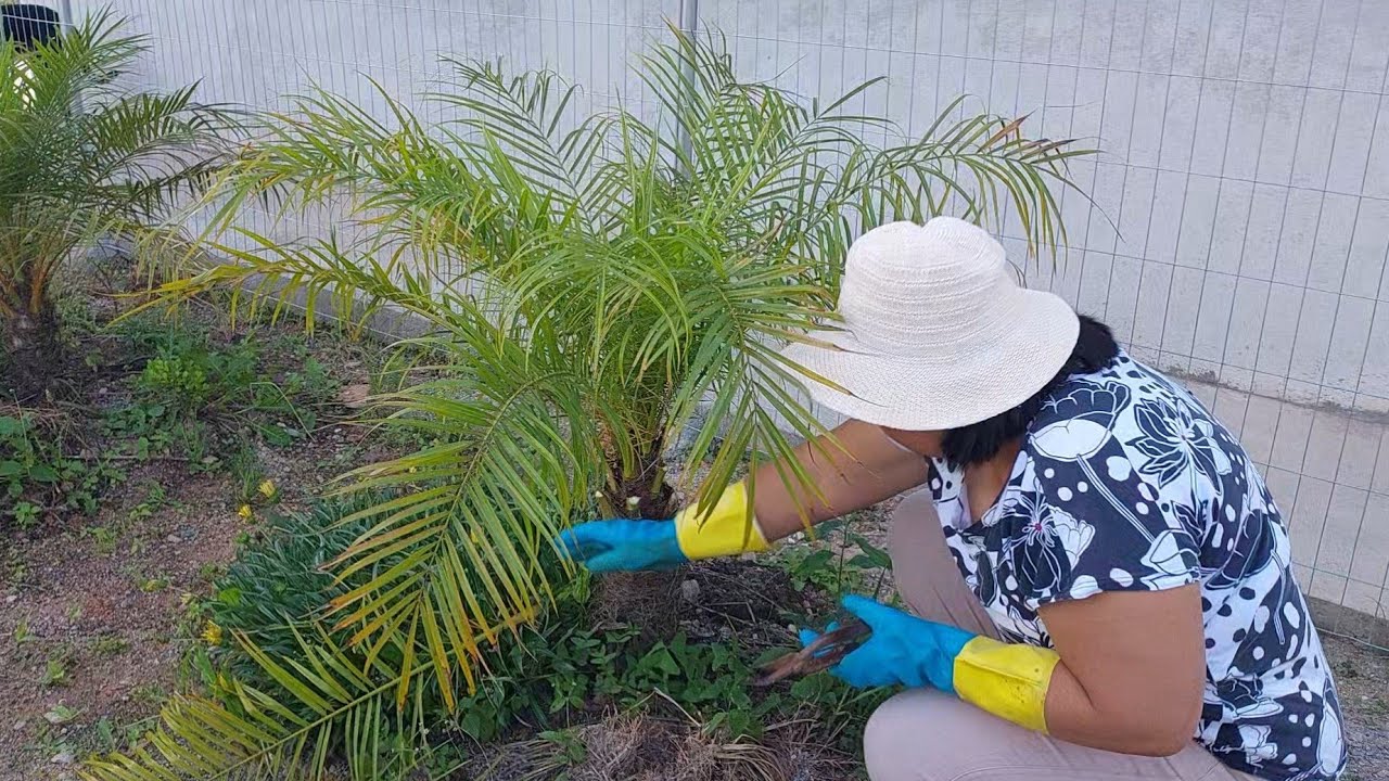 Hoje mostrando a rotina da manhã até a tarde | PODAS DAS PALMEIRAS | BANHO NOS PATETAS | GALINHEIRO