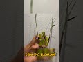 Growing sugarcane at home | sugarcane in plants #garden #shortvideo #timelapse