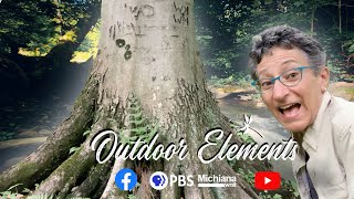 OE | Life at the Bottom of a Beech Tree