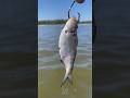 We cut fresh dead bait to look ALIVE for river catfish 🎣 #fishingtips #shorts