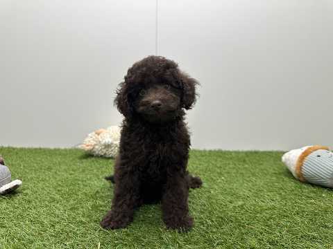 Video van Poodle Female Chocolat - PUP-ID 002104406 | Dierenhof Debrabandere