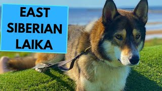 East Siberian Laika  TOP 10 Interesting Facts