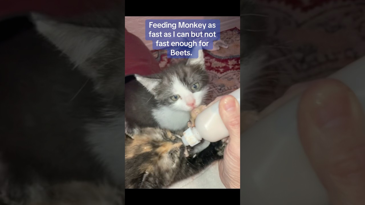 Bottle feeding the  kittens! Beets is hungry now. 🤭 #kittens #cat #funny #pets #silly #happy